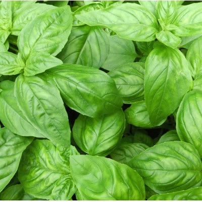 【生麺】もちもち触感のバジル麺10食セット【配送不可地域：離島】