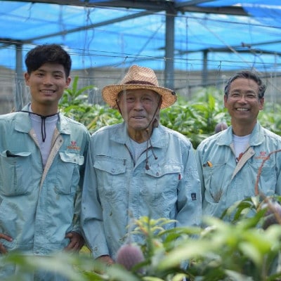 【2026年6月から順次発送】田場農園の栽培期間中農薬不使用マンゴー1kg(2～3玉)【配送不可地域：離島】