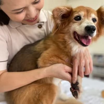 女性獣医師が犬と飼い主のために作ったナチュラルマルチバーム for Dog