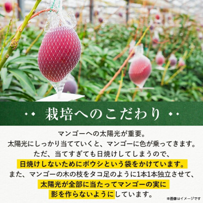 【発送月固定定期便】2026年発送マンゴー2種の食べ比べセット 全2回【配送不可地域：離島】