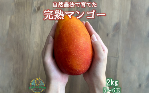 【2026年6月から順次発送】田場農園の栽培期間中農薬不使用マンゴー2kg(5～6玉)【配送不可地域：離島】