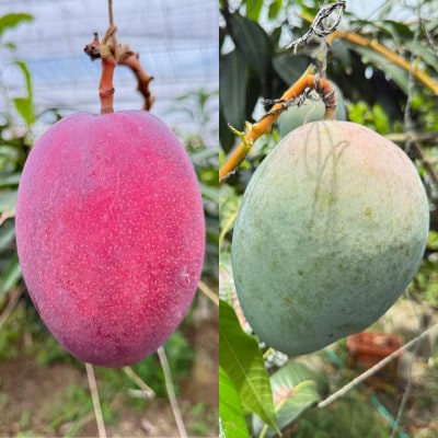 【発送月固定定期便】2026年発送マンゴー2種の食べ比べセット 全2回【配送不可地域：離島】