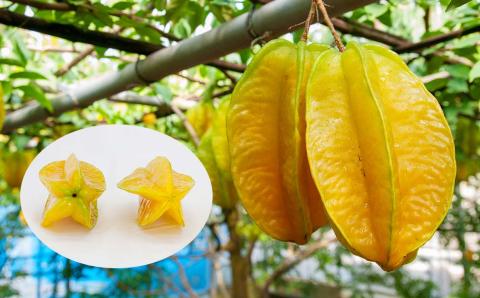 【2026年1月から順次発送】星形をした果物　スターフルーツ　約2kg