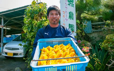 【2026年1月から順次発送】星形をした果物　スターフルーツ　約2kg