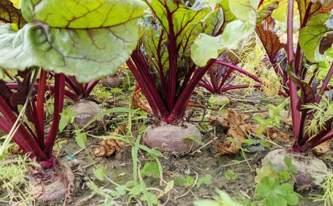 【2026年発送】いもり屋の沖縄県産ビーツ　3kg
