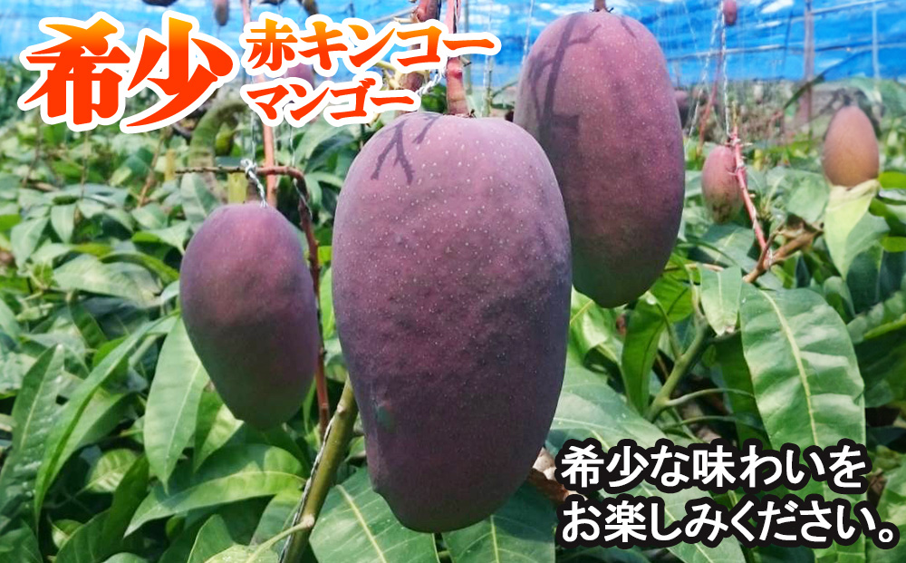 【2026年発送】南国の果物　沖縄県産マンゴー　赤キンコー　2kg