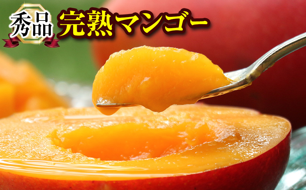 【2026年発送】「秀品」丹精込めた完熟マンゴー1.5kg　3玉～5玉