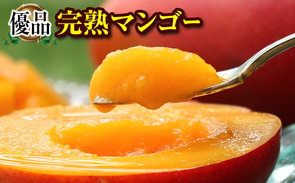 【2026年発送】「優品」丹精込めた完熟マンゴー1kg　2玉～3玉
