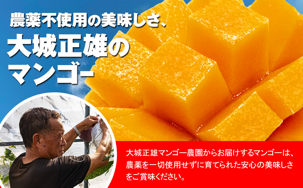 【2026年発送】大城正雄マンゴー農園　アーウィンマンゴー　贈答用1kg