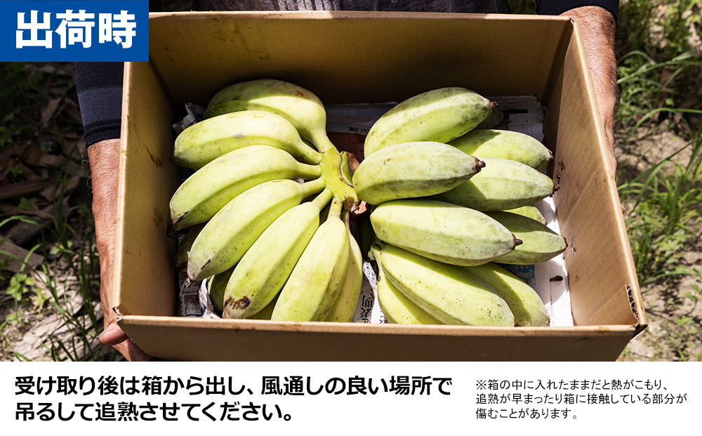 【沖縄本島産】金城敏春農園の「アップルバナナ」　3kg