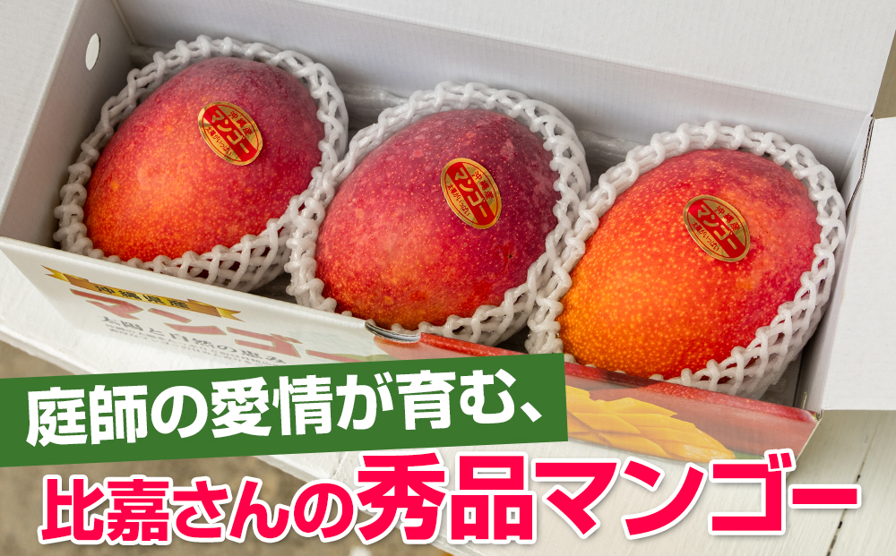 【2026年発送】比嘉マンゴーファームのアーウィンマンゴー　秀品（贈答用）1kg