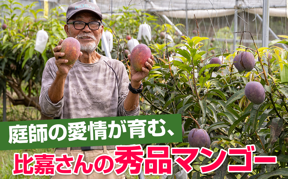 【2026年発送】比嘉マンゴーファームのアーウィンマンゴー　秀品（贈答用）1.5kg