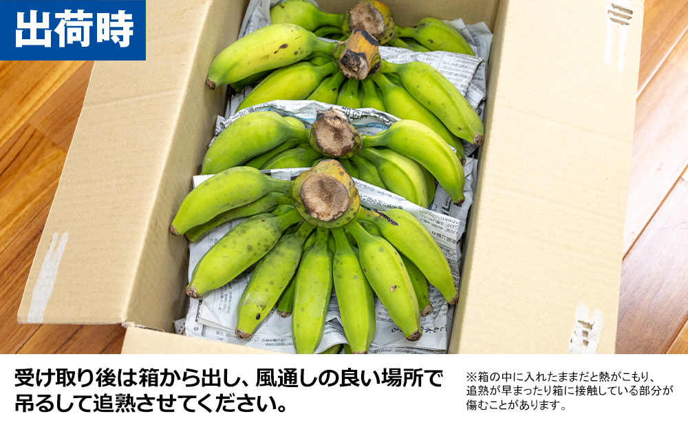 【沖縄本島産】浜ファームの「アップルバナナ」　5kg