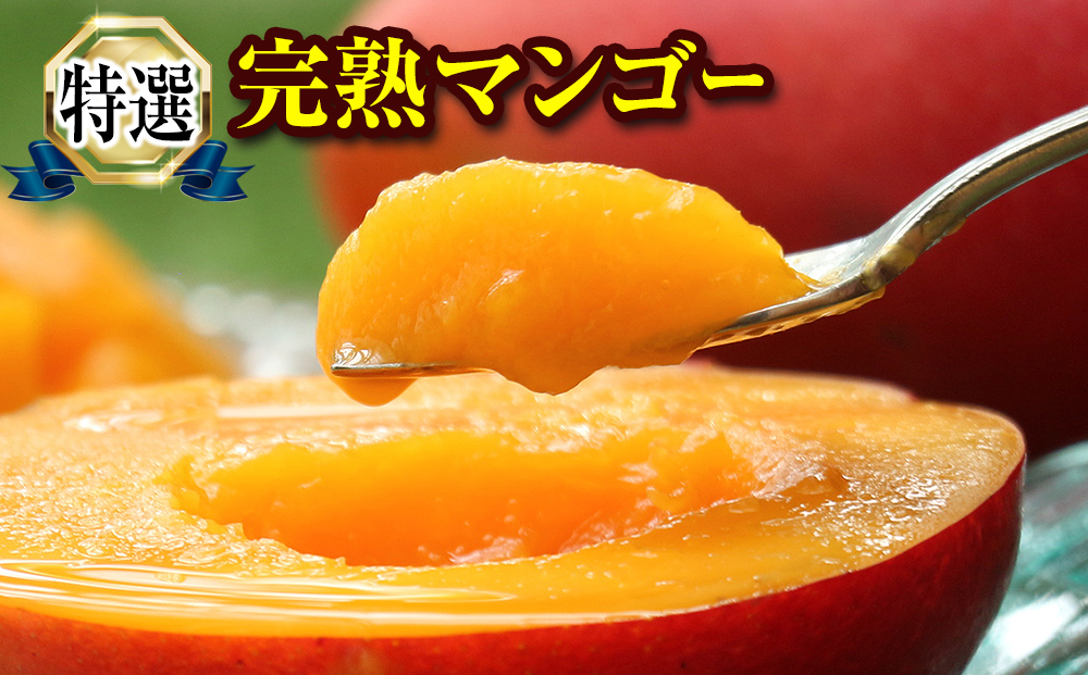 【2026年発送】「特選」丹精込めた完熟マンゴー2kg以上　4玉