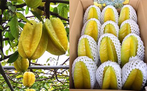 【2026年1月から順次発送】丹精込めて育てた果物　スターフルーツ　2kg