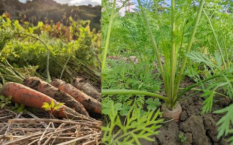 【2026年発送】いもり屋の沖縄県産　人参・ビーツセット　合計4kg
