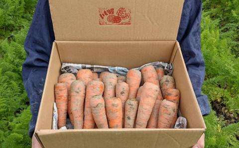 【2026年発送】いもり屋の沖縄県産　人参　5kg