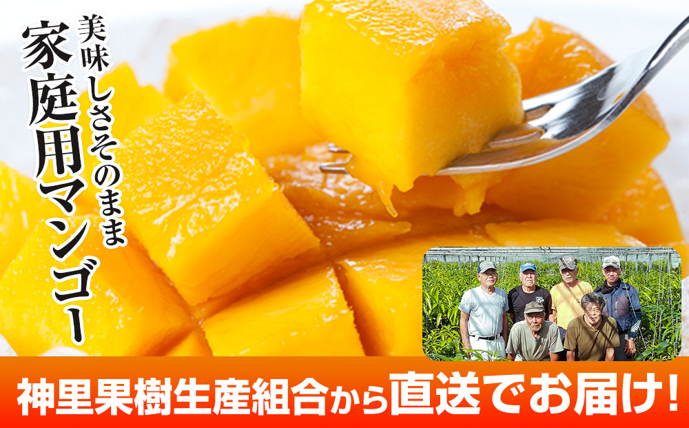 【2026年発送】生産組合が育てる神里のマンゴー2kg　家庭用