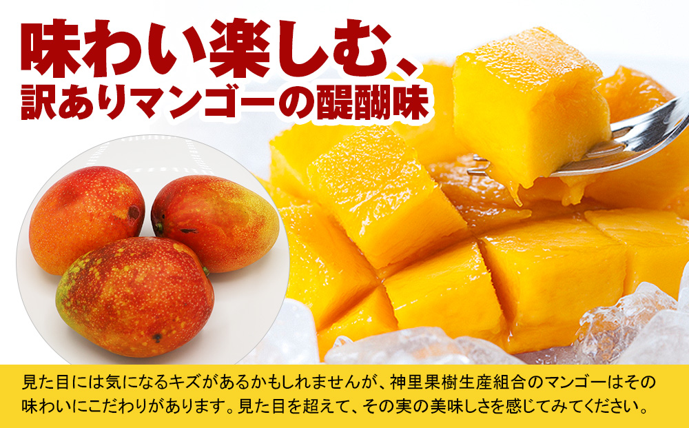 【訳あり】2026年発送　生産組合から直送　神里マンゴー1.5kg