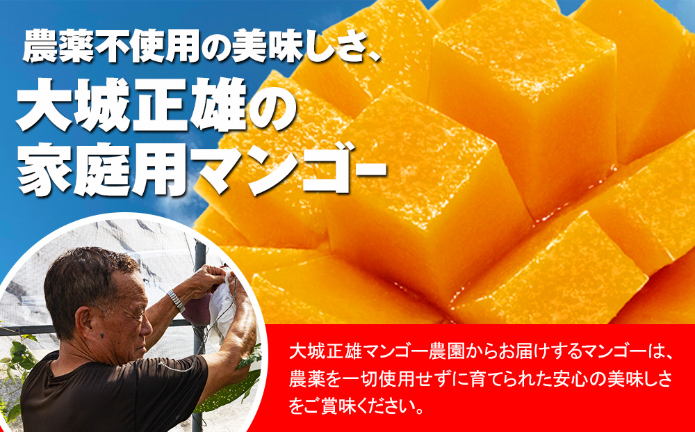 【2026年発送】大城正雄マンゴー農園　アーウィンマンゴー　家庭用1kg
