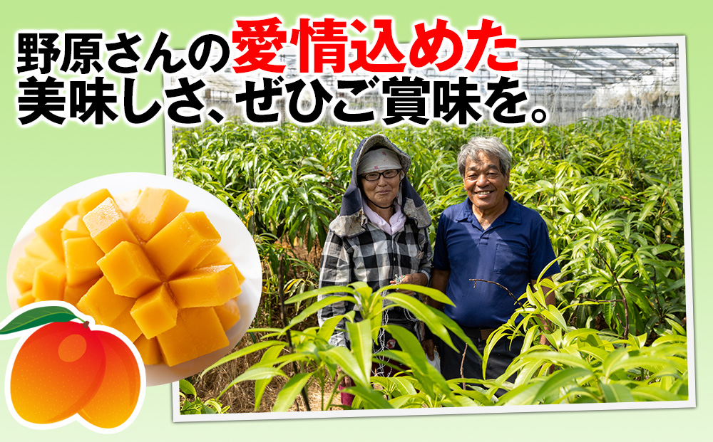 【2026年発送】すみれ農園のアーウィンマンゴー家庭用1.5kg