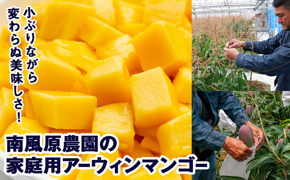 【2026年発送】南風原農園　家庭用アーウィンマンゴー1.5kg