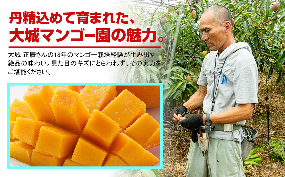 【2026年発送】大城正廣マンゴー園のアーウィンマンゴー（家庭用）1.5kg