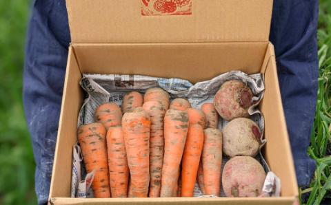 【2026年発送】いもり屋の沖縄県産　人参・ビーツセット　合計4kg