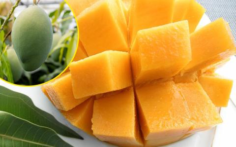 【2026年発送】沖縄県産キーツマンゴー2kg