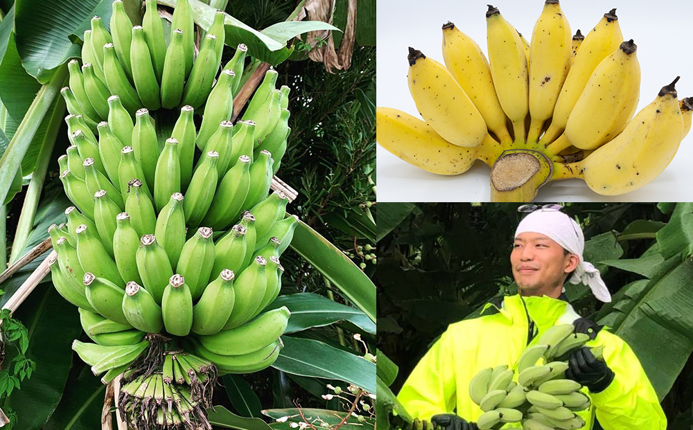 【沖縄県産】寛尚ファームのワクワクバナナ　2kg