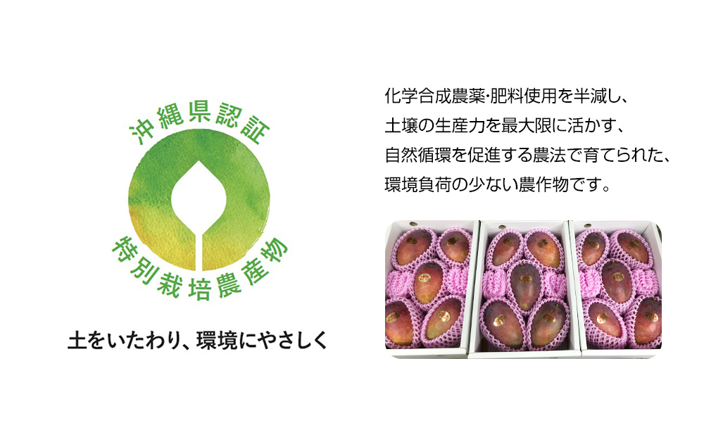 【2026年発送】城間マンゴー園　家庭用　アーウィンマンゴー1kg　特別栽培農産物