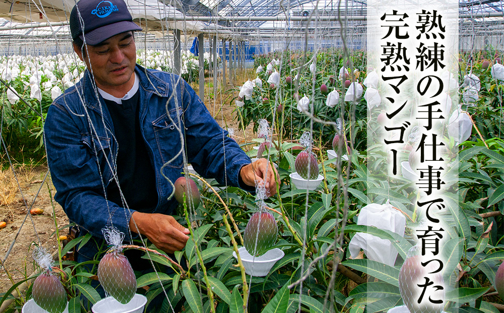 【2026年発送】「優品」丹精込めた完熟マンゴー1.5kg　3玉～5玉
