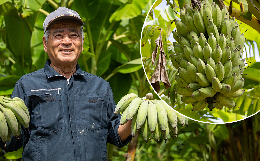 【沖縄本島産】金城敏春農園の「アップルバナナ」　3kg