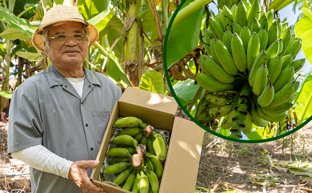 【沖縄本島産】浜ファームの「アップルバナナ」　3kg