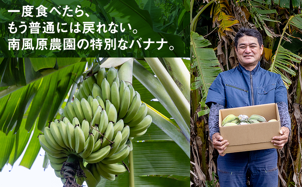 南風原農園　アップルバナナ　2.5kg以上