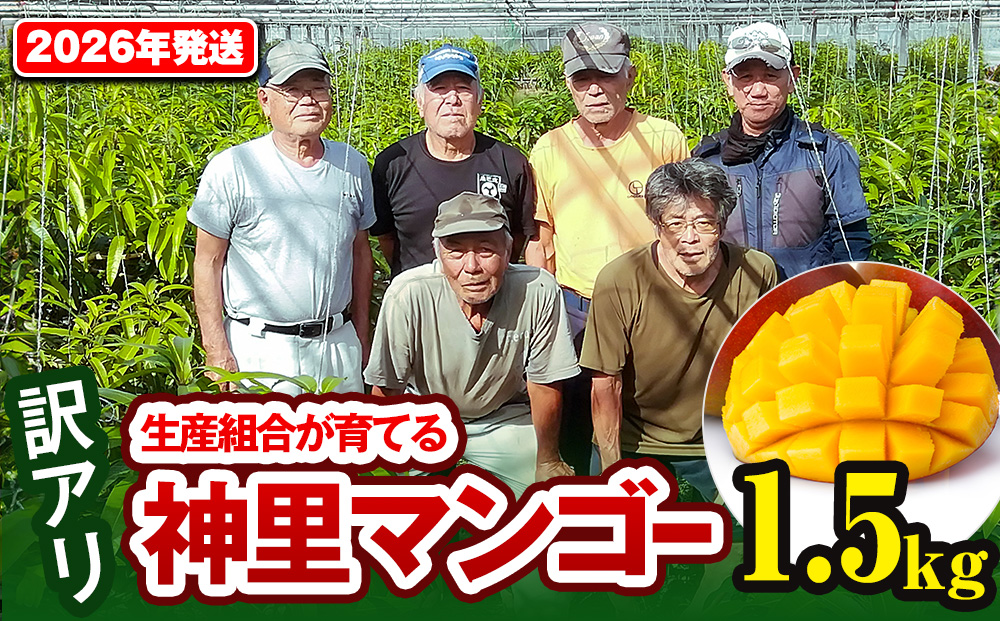 【訳あり】2026年発送　生産組合から直送　神里マンゴー1.5kg