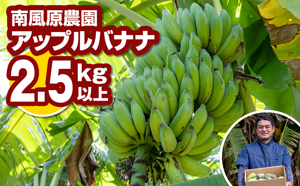 南風原農園　アップルバナナ　2.5kg以上