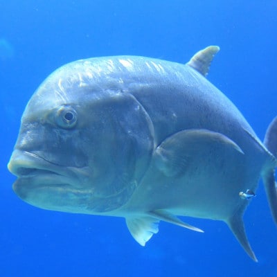 【貸し切りプラン】沖釣りチャーター 上級者向け1日プラン(1～5名様)