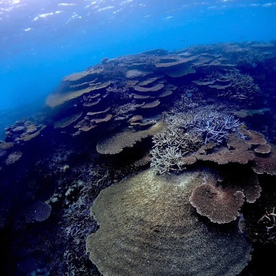 伊平屋のSUPツアー(2名様2時間コース)