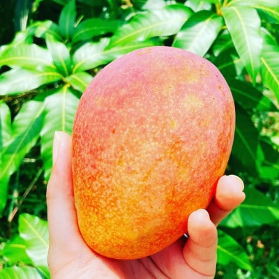 【2026年7月頃発送】離島の恵み　完熟マンゴー1.0kg【配送不可地域：離島】