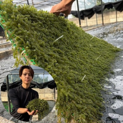 ぷちぷち濃厚 伊平屋の「生」海ぶどう 100g×3パック