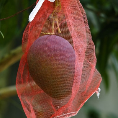 【2026年7月頃発送】離島の恵み　完熟マンゴー1.5kg【配送不可地域：離島】