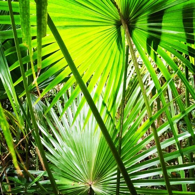 クバのピアス　LOVE(SILVER)