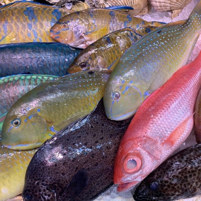 伊平屋島で獲れた海産物セット 松プラン(6～10品)【配送不可地域：離島】