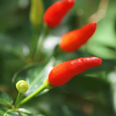 一味唐辛子2本セット