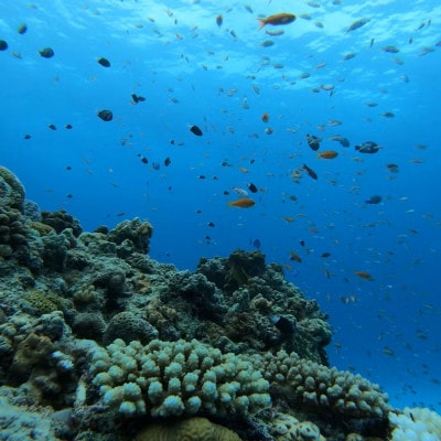 【貸し切りプラン】手ぶらでシュノーケル(3～5名様/3時間コース)