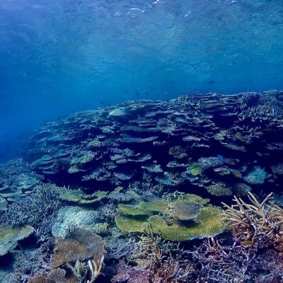 スキンダイビング(2名様2時間コース)