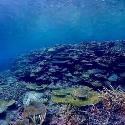 スキンダイビング(1名様3時間コース)