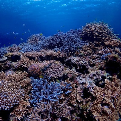 伊平屋のSUPツアー(2名様2時間コース)