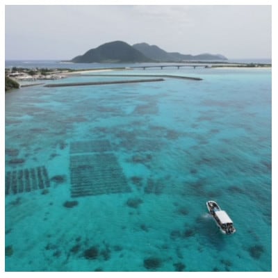 シャキシャキ 太もずく 1.6kg(400g×4パック)塩もずく【配送不可地域：離島】